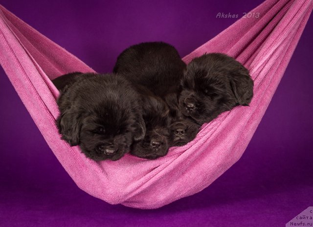 Фото: ньюфаундленд Соул оф Роуз Алистер, ньюфаундленд Соул оф Роуз Арлин, ньюфаундленд Соул оф Роуз Азура, ньюфаундленд Соул оф Роуз Ассиа