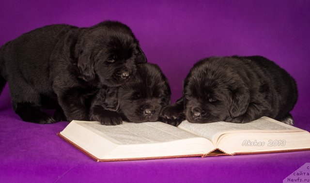 Фото: ньюфаундленд Соул оф Роуз Азура, ньюфаундленд Соул оф Роуз Ассиа, ньюфаундленд Соул оф Роуз Арлин