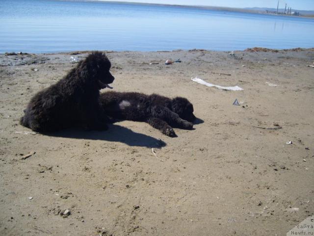 Фото: ньюфаундленд Рябинушка от Сибирского Медведя