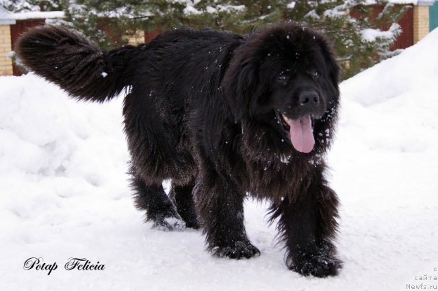 Фото: ньюфаундленд Потап Фелиция (Potap Felicia)