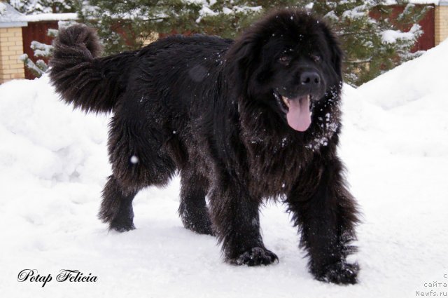 Фото: ньюфаундленд Потап Фелиция (Potap Felicia)