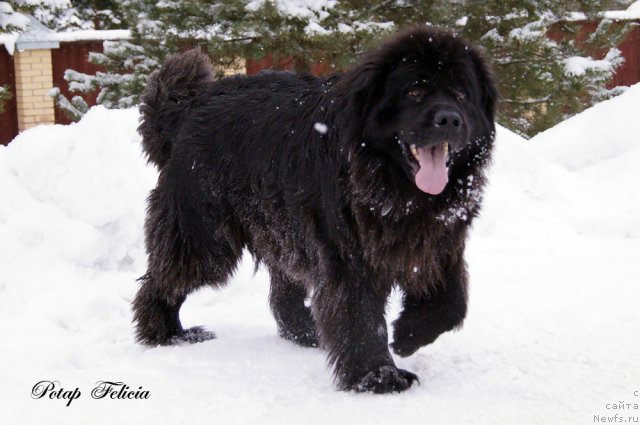 Фото: ньюфаундленд Потап Фелиция (Potap Felicia)