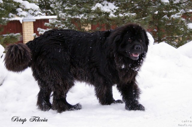 Фото: ньюфаундленд Потап Фелиция (Potap Felicia)
