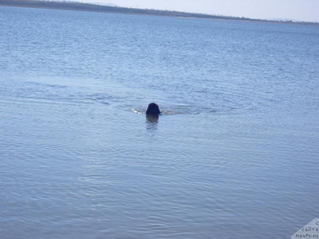 Фото: ньюфаундленд Рябинушка от Сибирского Медведя