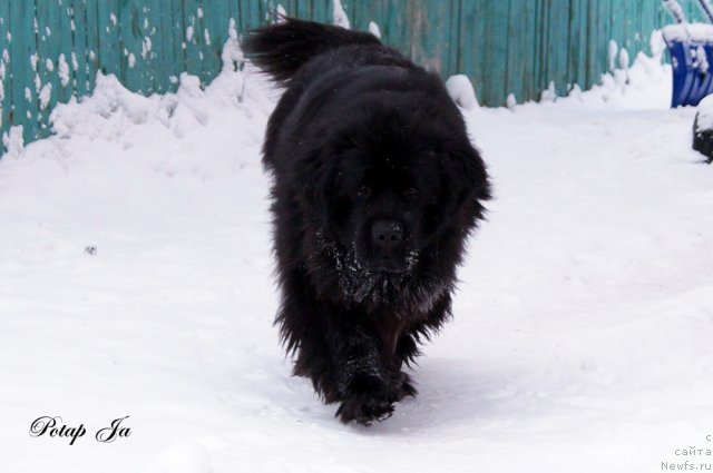 Фото: ньюфаундленд Потап Я
