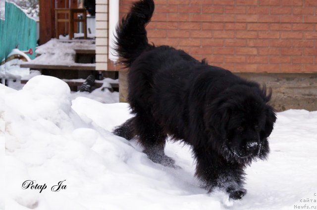 Фото: ньюфаундленд Потап Я