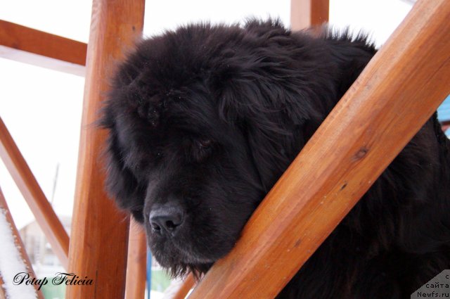 Фото: ньюфаундленд Потап Фелиция (Potap Felicia)