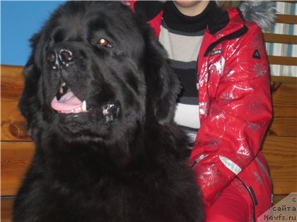 Фото: ньюфаундленд Фиаметтахауз Нусакан