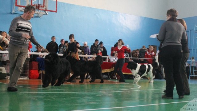 Фото: ньюфаундленд Супер Премиум Ля Мезон, ньюфаундленд Фиаметтахауз Нусакан, ньюфаундленд Океанская Волна из Тихого Омута