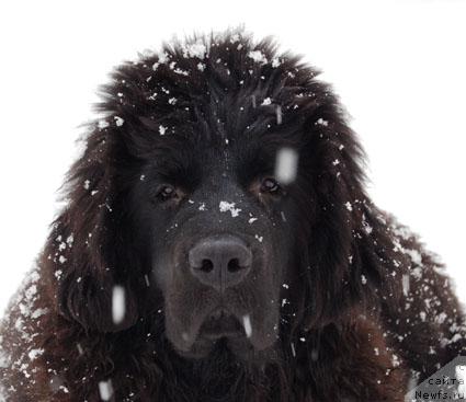 Фото: ньюфаундленд Сент Джонс Орфей