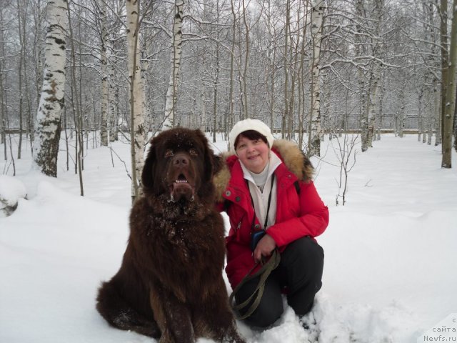 Фото: ньюфаундленд Хорунжий с Берега Дона (Horunzhy s Berega Dona)
