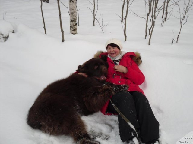 Фото: ньюфаундленд Хорунжий с Берега Дона (Horunzhy s Berega Dona)
