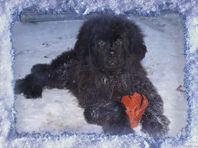 Фото: ньюфаундленд Питерньюф Чабот Армагнак