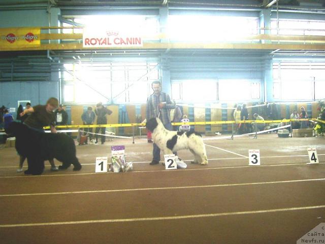 Фото: ньюфаундленд Супер Бизон Батон