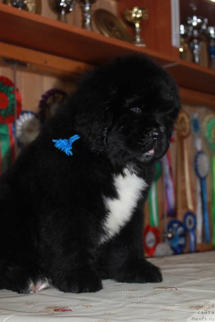 Фото: ньюфаундленд Дак Прайд Ван Лак (Dark Pride Van Laack)