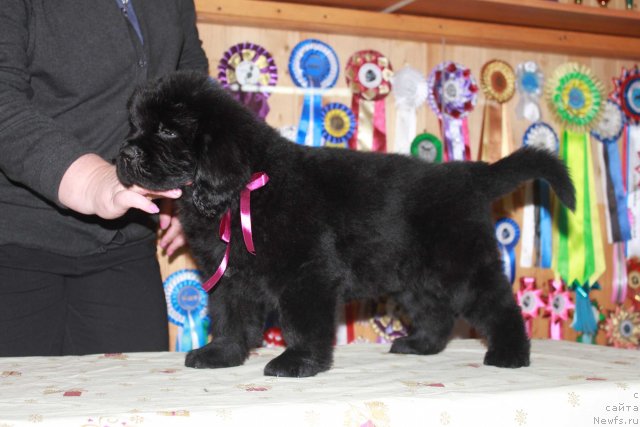 Фото: ньюфаундленд Дак Прайд Валентино (Dark Pride Valentino)