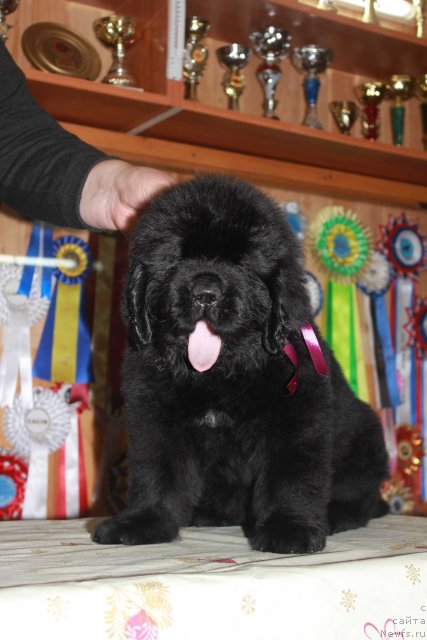 Фото: ньюфаундленд Дак Прайд Валентино (Dark Pride Valentino)