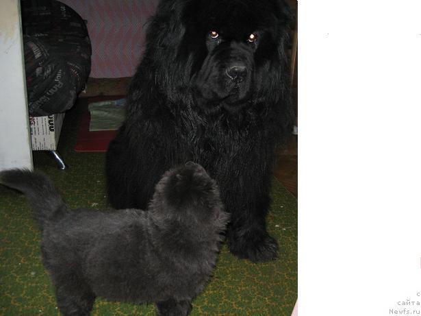 Фотография № 11461