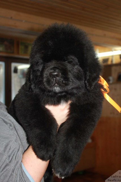 Фото: ньюфаундленд Дак Прайд Ван Гог (Dark Pride Van Gogh)