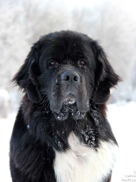 Фото: ньюфаундленд Старбимовлав Гардемарин