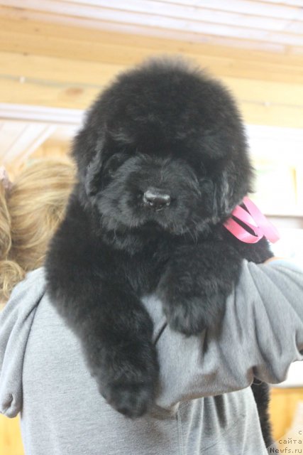 Фото: ньюфаундленд Дак Прайд Вера Ванг (Dark Pride Vera Wang)