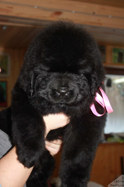 Фото: ньюфаундленд Дак Прайд Вера Ванг (Dark Pride Vera Wang)