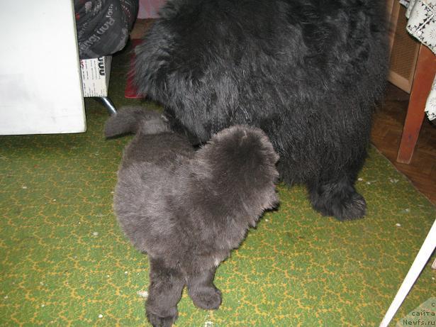 Фотография № 11463