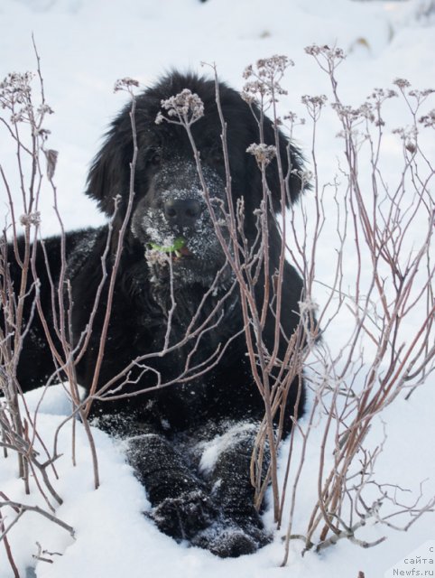 Фото: ньюфаундленд Бегущая по Волнам Харизма (Beguschaya po Volnam Harizma)