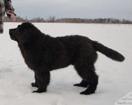 Фотография № 11464