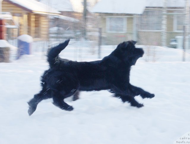 Фото: ньюфаундленд Бегущая по Волнам Харизма (Beguschaya po Volnam Harizma)