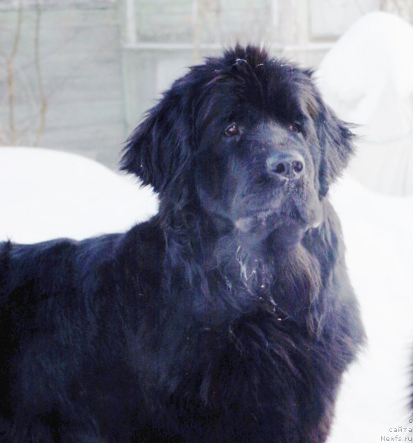 Фото: ньюфаундленд Бегущая по Волнам Харизма (Beguschaya po Volnam Harizma)