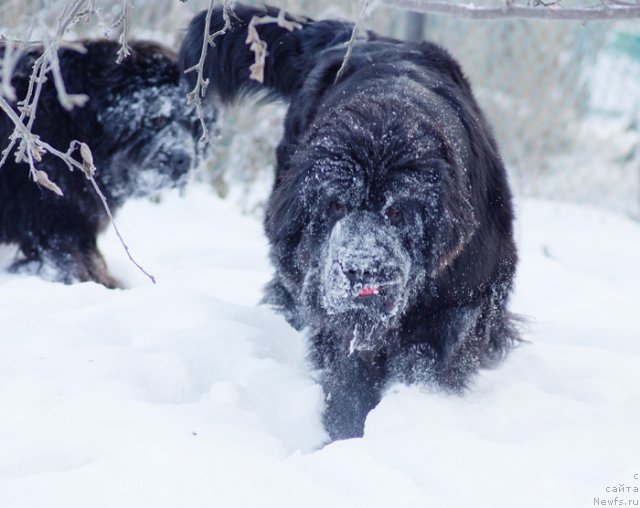 Фото: ньюфаундленд Бегущая по Волнам Харизма (Beguschaya po Volnam Harizma)