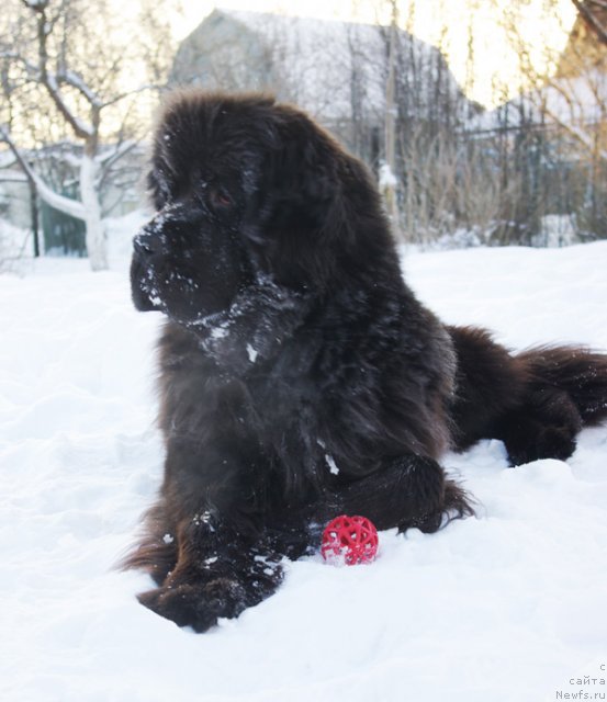 Фото: ньюфаундленд Бегущая по Волнам Дансинг Квин (Beguschaya po Volnam Dancing Queen)