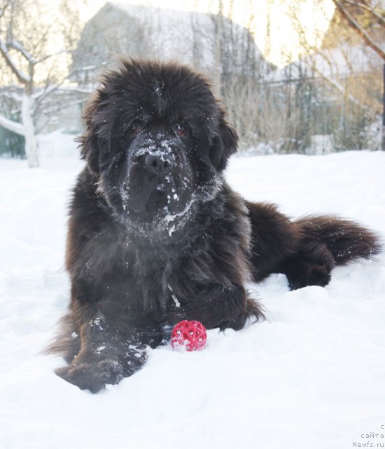 Фото: ньюфаундленд Бегущая по Волнам Дансинг Квин (Beguschaya po Volnam Dancing Queen)