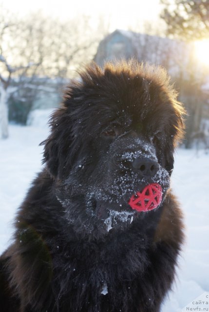 Фото: ньюфаундленд Бегущая по Волнам Дансинг Квин (Beguschaya po Volnam Dancing Queen)
