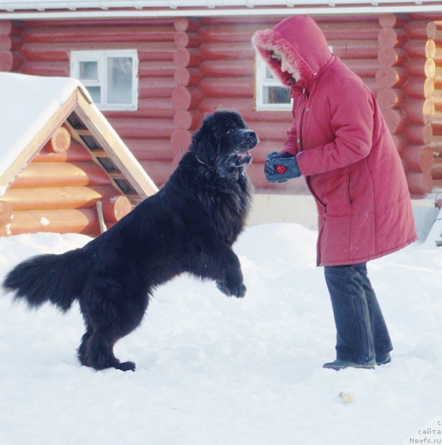 Фото: ньюфаундленд Бегущая по Волнам Дансинг Квин (Beguschaya po Volnam Dancing Queen)
