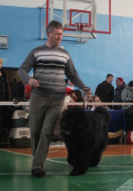 Фото: ньюфаундленд Супер Премиум Ля Мезон