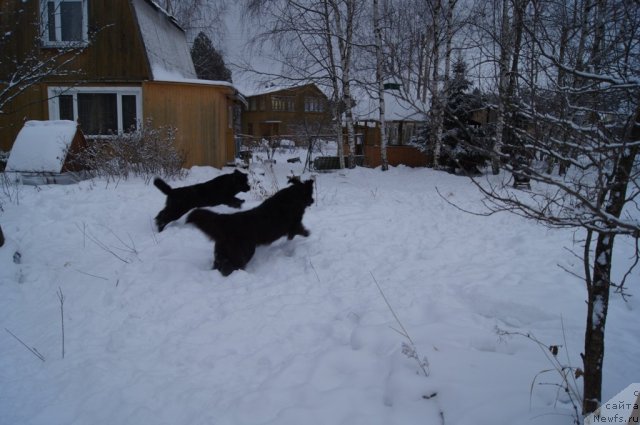 Фото: ньюфаундленд Бегущая по Волнам Фогет Ми Нот, ньюфаундленд Сент Джонс Лесная Фея