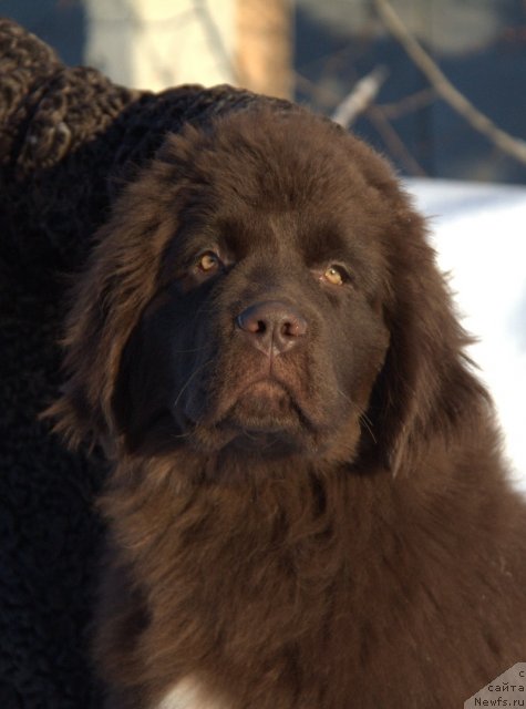 Фото: ньюфаундленд Акватория Келвин Хизер Хани (Aquatoriya Kelvin Heather Honey)