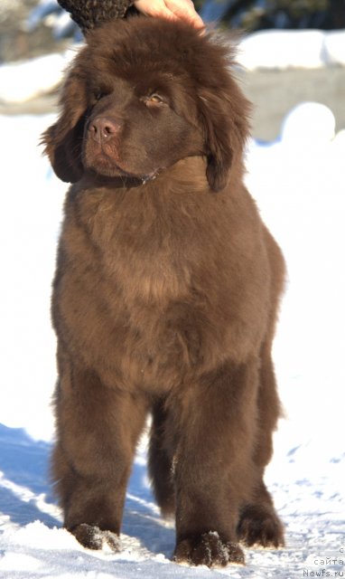 Фото: Акватория Келвин Хармони Ред Лэйбл