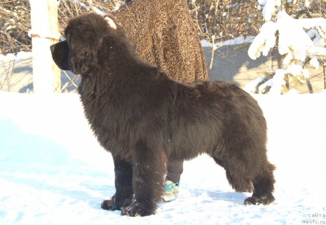 Фото: ньюфаундленд Акватория Келвин Ультиматум (Aquatoriya Kelvin Ultimatum)