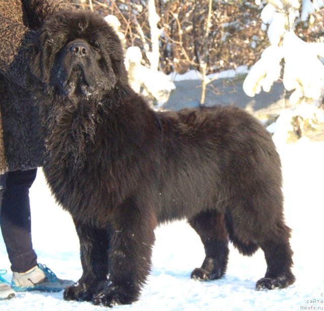 Фото: ньюфаундленд Акватория Келвин Ультиматум (Aquatoriya Kelvin Ultimatum)