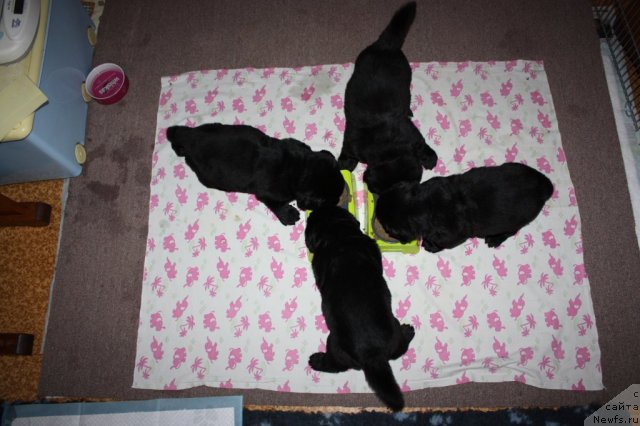 Фото: ньюфаундленд Соул оф Роуз Алистер, ньюфаундленд Соул оф Роуз Арлин, ньюфаундленд Соул оф Роуз Азура, ньюфаундленд Соул оф Роуз Ассиа