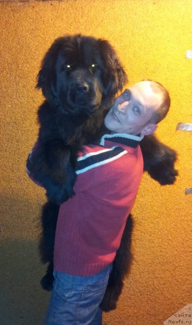 Фото: ньюфаундленд Питерньюф Монт Бланк (Piternyuf Mont Blanc)