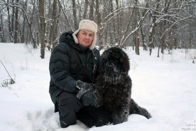 Фото: ньюфаундленд Счастливый Случай Кара Дениз (Schastlivyj Sluchay Kara Deniz)