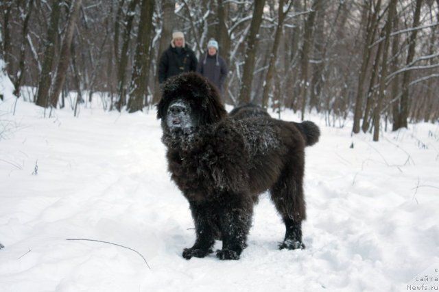 Фото: ньюфаундленд Счастливый Случай Кара Дениз (Schastlivyj Sluchay Kara Deniz)
