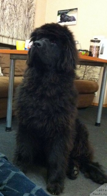 Фото: ньюфаундленд Счастливый Случай Кара Дениз (Schastlivyj Sluchay Kara Deniz)