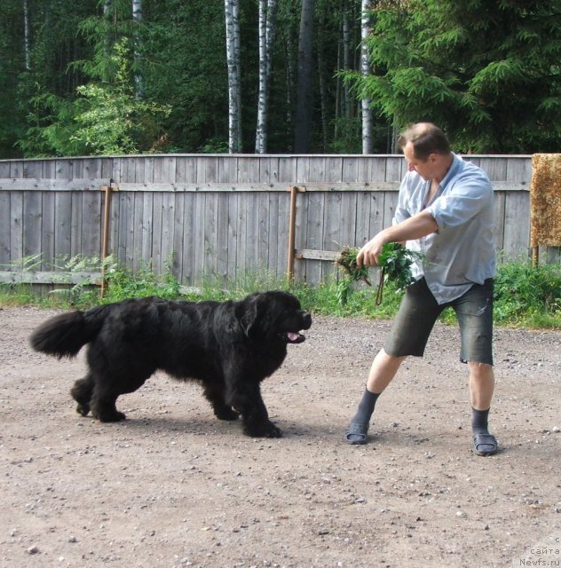 Фото: ньюфаундленд Плюшевая Панда Алекс Шоу (Plushevaya Panda Alex Show)