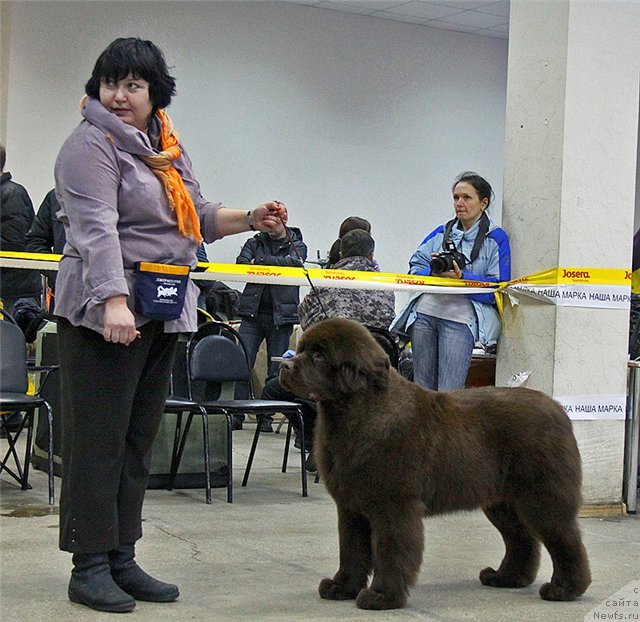 Фото: ньюфаундленд Хаппинесс Лонг-Аваитед с Берега Дона (Happyness Long-Awaited s Berega Dona), Варвара Рыбалова