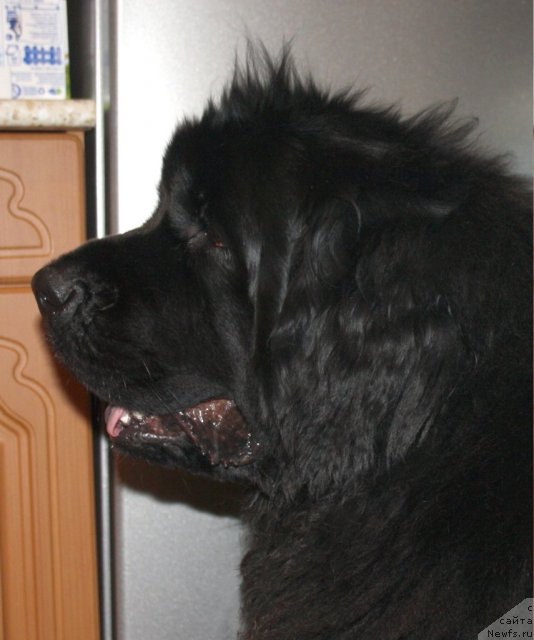 Фото: ньюфаундленд Фанньюф Ультра Мега Супер Герл (Funnewf Ultra Mega Super Girl)